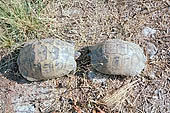 Nemrut Dagi, the dead volcano on the south shore of the lake Van, turtles roam freely